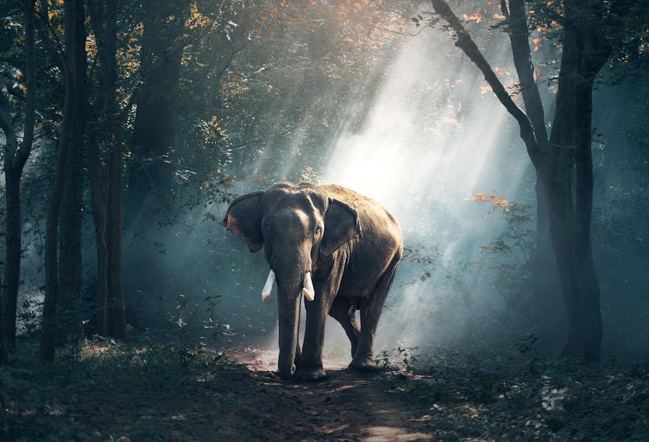 A magnificent elephant stands in a sunlit forest surrounded by trees and mist.